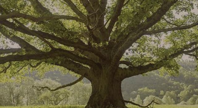 Netradiční pohřeb